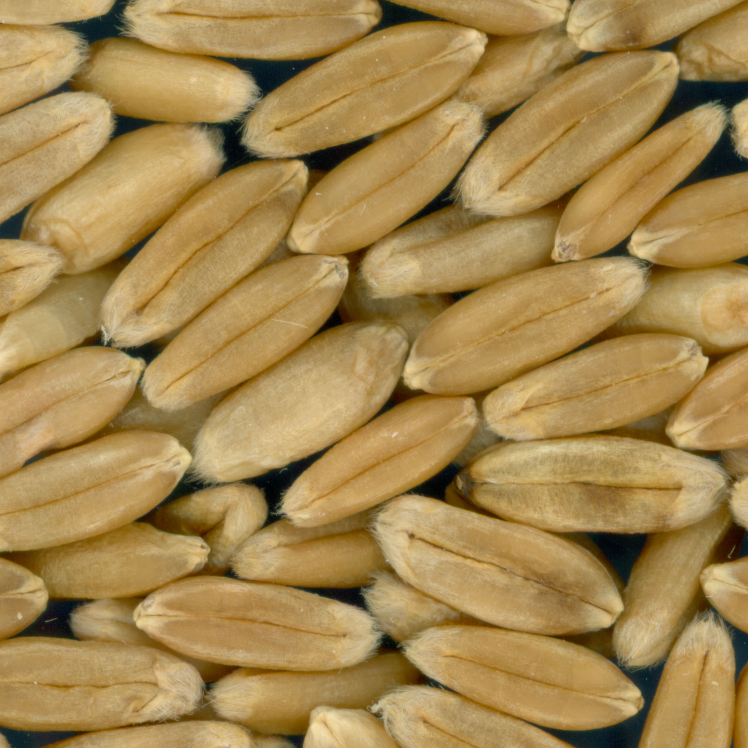 Click for 1 image(s) for this accession. KERNELS